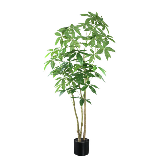 PTMD Geldboom in zwarte plastic pot