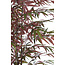 Light en Living Ornament in pot 70x60x180 cm BAMBOO naturel+groen/rood