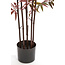 Light en Living Ornament in pot 70x60x180 cm BAMBOO naturel+groen/rood