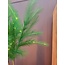 Light en Living Ornament LED 110 cm FEATHER donker groen