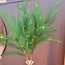 Light en Living Ornament LED 110 cm FEATHER donker groen