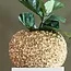 Light en Living Vaas deco Ø47,5x30 cm PHYLIA goud