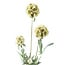 PTMD Kunsttak Groen Scabiosa