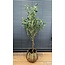 Countryfield Kunstplant Olea olijfboom L groen - 120 cm hoog