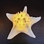 PTMD Tafellamp Graeme Wit Zeester sea star shaped LED lamp S