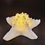 PTMD Tafellamp Graeme Wit Zeester sea star shaped LED lamp S