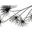 Countryfield Kunstbloem Grevillea M zwart