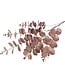 Countryfield Kunstblad Eucalipthus Cinerea bruin