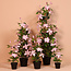Countryfield Kunstplant Clematis XL roze 94 cm hoog