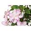 Countryfield Kunstplant Clematis XL roze 94 cm hoog