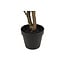 Countryfield Kunstplant Magnolia S wit 54 cm hoog