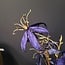 Countryfield Kunsttak Gloriosa donkerblauw