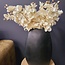 Countryfield Kunsttak Phalaenopsis crème