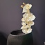 Countryfield Kunsttak Phalaenopsis crème