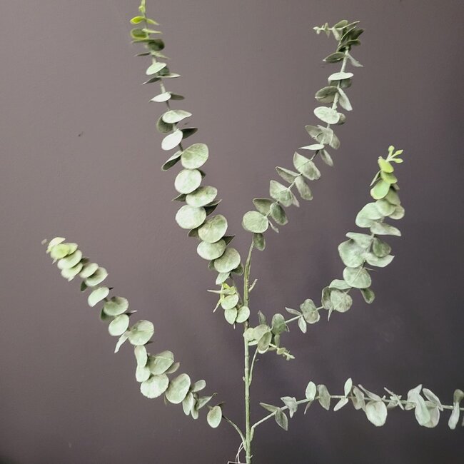 Countryfield Eucalyptus groen 1