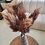 Countryfield Astilbe bruin