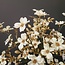 Countryfield Kunsttak Cornus S crème