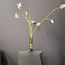 Pure Kunsttak Martagon Lelie 100 cm roze