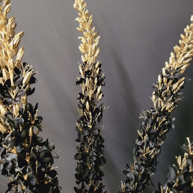 Countryfield Kunsttak Eremurus zwart