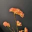 Pure Kunsttak Limonium 70 cm Oranje