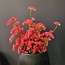 Pure Kunsttak Limonium 70 cm Beauty roze