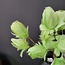 Light en Living Ornament 3 bloemen 70 cm TULIP licht  groen