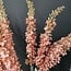 Countryfield Kunsttak Eremurus roze