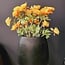 Pure Kunsttak Papaver X3 72 cm geel oranje