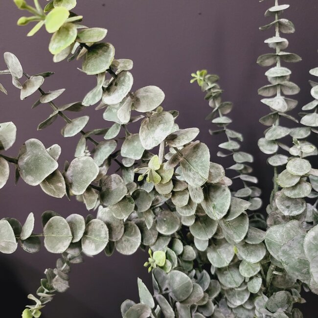 Countryfield Countryfield Kunsttak Eucalyptus Groen 88 cm