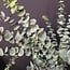 Countryfield Eucalyptus groen 1