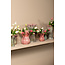 PTMD Vaas Annmarie Light Pink ceramic flower shape tubes L