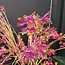 Countryfield Kunstbloem wild Hortensia L paars i-L173B50H120CM