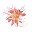 Countryfield Kunstbloem Lycoris roze - L 12 x B 8 x H 94 CM