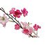 Countryfield Kunstplant Prunus M roze - L 50 x B 50 x H 185 CM