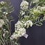 Light en Living Kunsttak 110X20X5 Cm GYPSOFILA groen-creme
