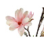 Countryfield Kunsttak Magnolia Chayca L roze