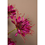 PTMD Kunsttak Burgundy Spider