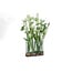PTMD Groene planten in glazen vaas