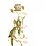 Light en Living Kandelaar 14x9x32,5 cm BIRD mint groen-wit + lichtgoud