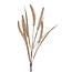 Countryfield Gras/Pluim Certaria bruin
