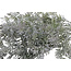 Countryfield Plant steker Pistacia L grijsgroen-15x15x53CM
