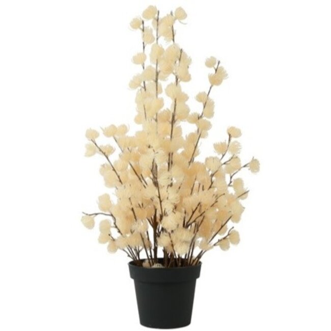 Countryfield Bloem in pot Clematis alpina XL crème 18 x 18 x 82 cm
