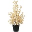 Countryfield Bloem in pot Clematis alpina XL crème 18 x 18 x 82 cm