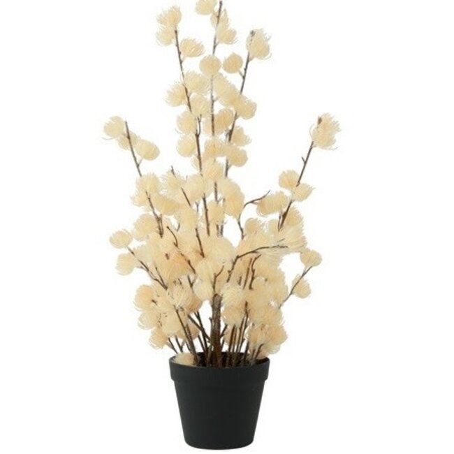 Countryfield Bloem in pot Clematis alpina L crème 16 x 16 x 66 cm