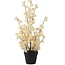Countryfield Bloem in pot Clematis alpina L crème 16 x 16 x 66 cm