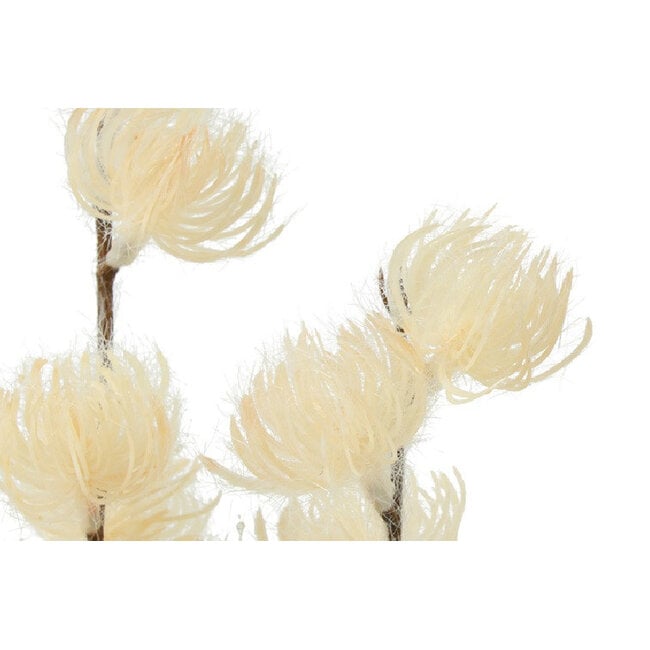 Countryfield Bloem in pot Clematis alpina M crème 57 cm | Countryfield