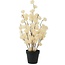 Countryfield Bloem in pot Clematis alpina M crème 57 cm | Countryfield