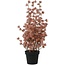 Countryfield Bloem in pot Clematis alpina L oud roze 16 x 16 x 66 cm