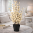 Countryfield Bloem in pot Clematis alpina L crème 16 x 16 x 66 cm