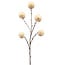 ISAA Kunsttak Pompom 100 cm - creme